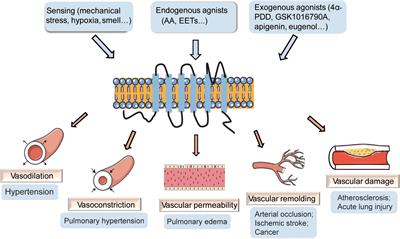 Role of Transient Receptor Potential Vanilloid 4 in Vascular Function